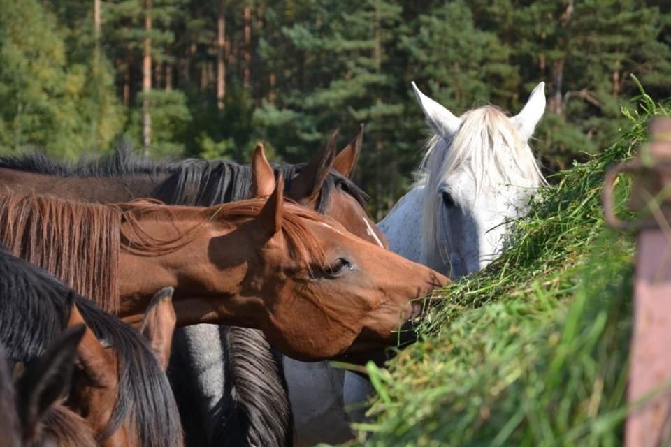 Фермерские дома Agroturystyka Drwęck - Olsztynek Ольштынек